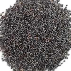 Organic Blue Poppy Seeds – 3.5 lbs