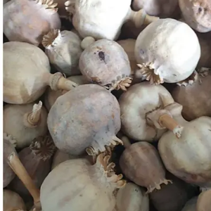 Dried Decorative Bulbs – 6.6 lbs