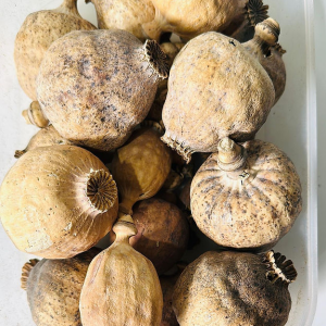 Premium Stock Dried Poppy Pods