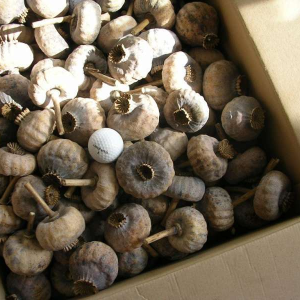 Wholesale Dried Poppy Pods on Amazon