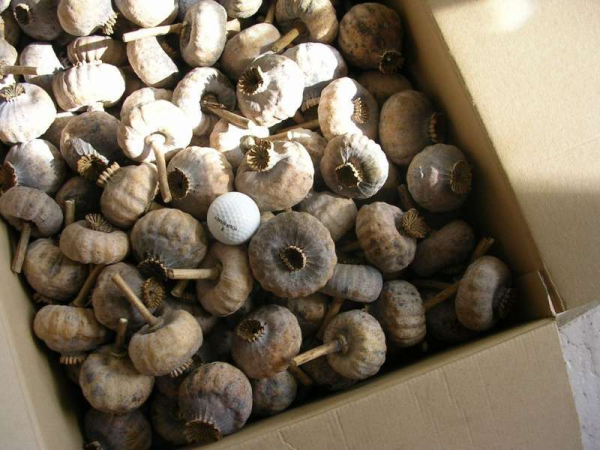 Wholesale Dried Poppy Pods on Amazon